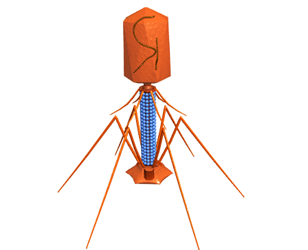 Bacteriophage Virus