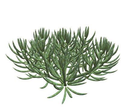 Senecio Mandraliscae by xfrog