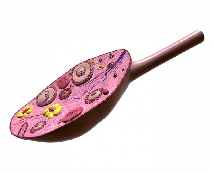 Ovary cross section
