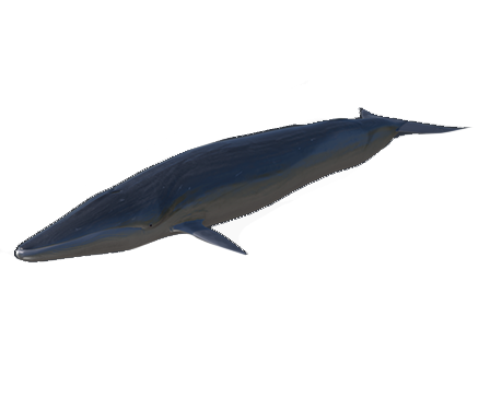 Fin Whale