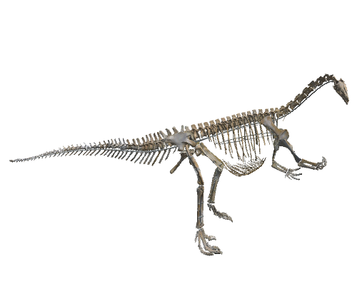 Plateosaurus Skeleton