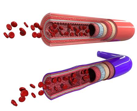Анатомия кровеносных сосудов
