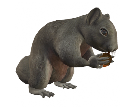 Squirrel