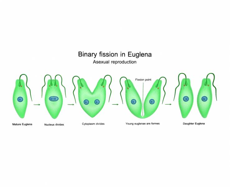 Binary fission in Euglena