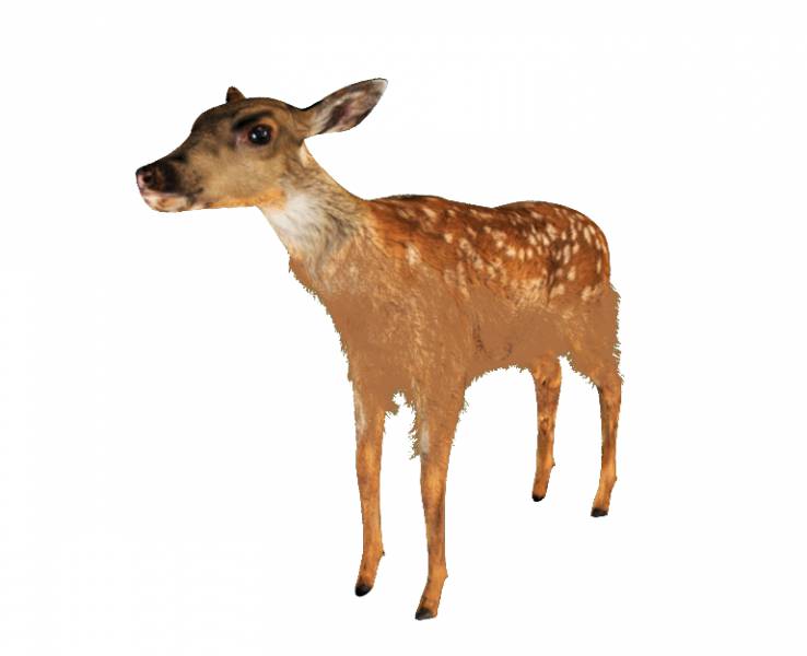 Deer