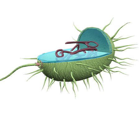 Prokaryote