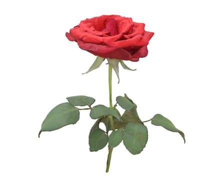 Red rose by Lassi Kaukonen