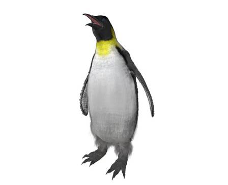 Emperor Penguin