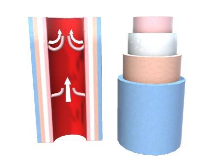 Cross section of vein