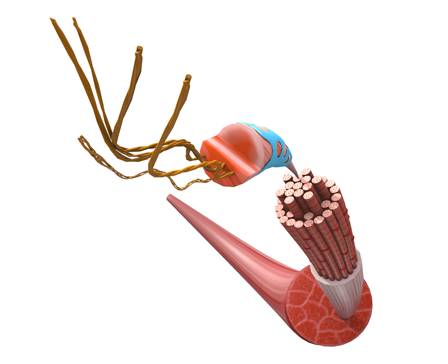 Мышечная ткань человека
