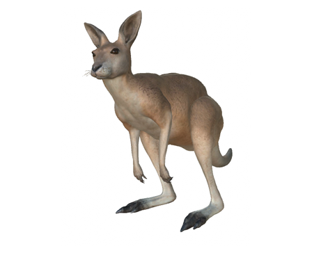 Kangaroo by Nyilonelycompany