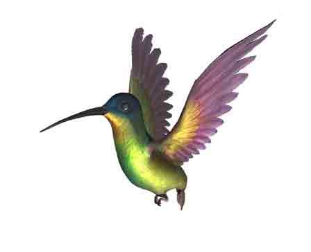 Flying bird by elly77ellison