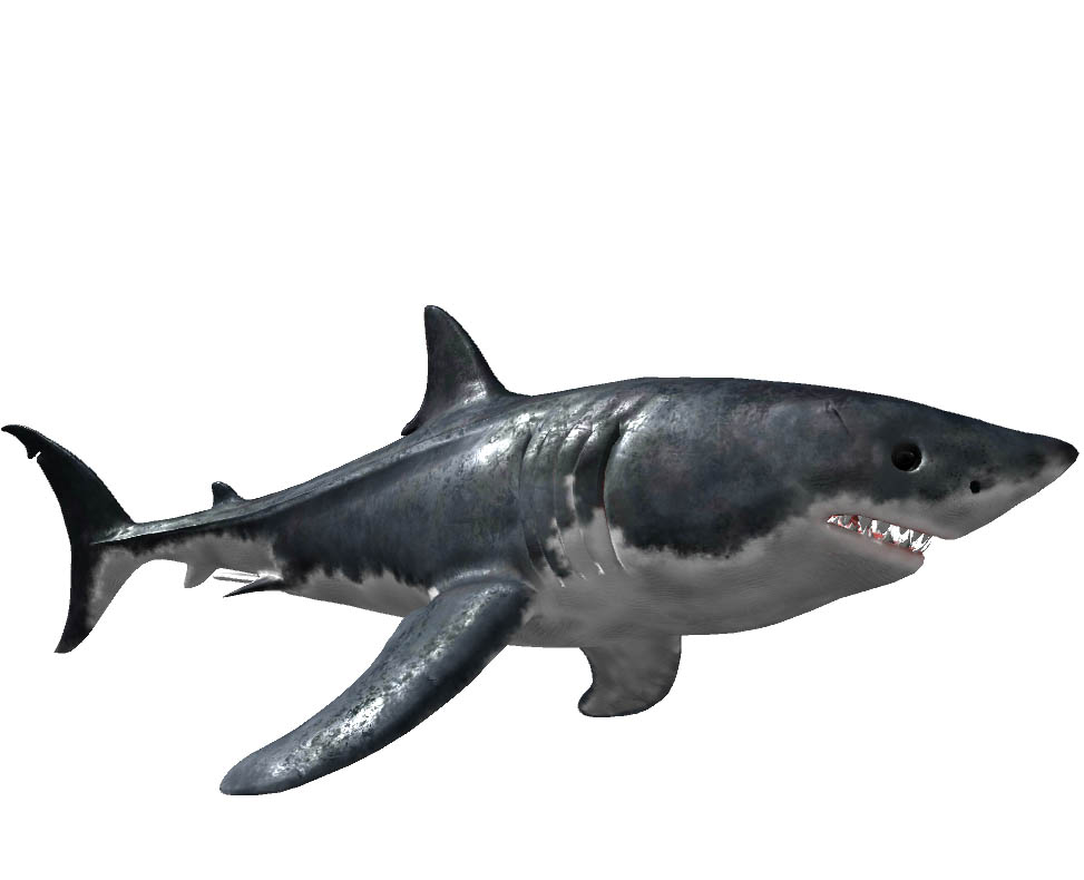 White Shark WWF Adria