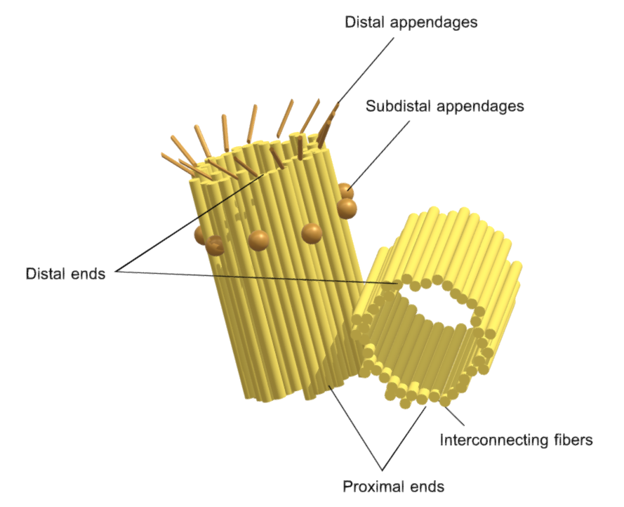 Structure of Centrosome