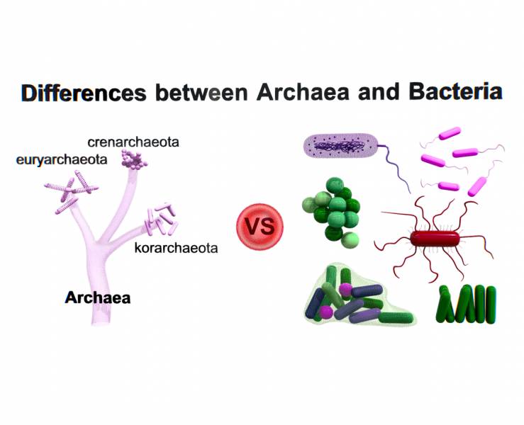 Differences Between Archaea and Bacteria