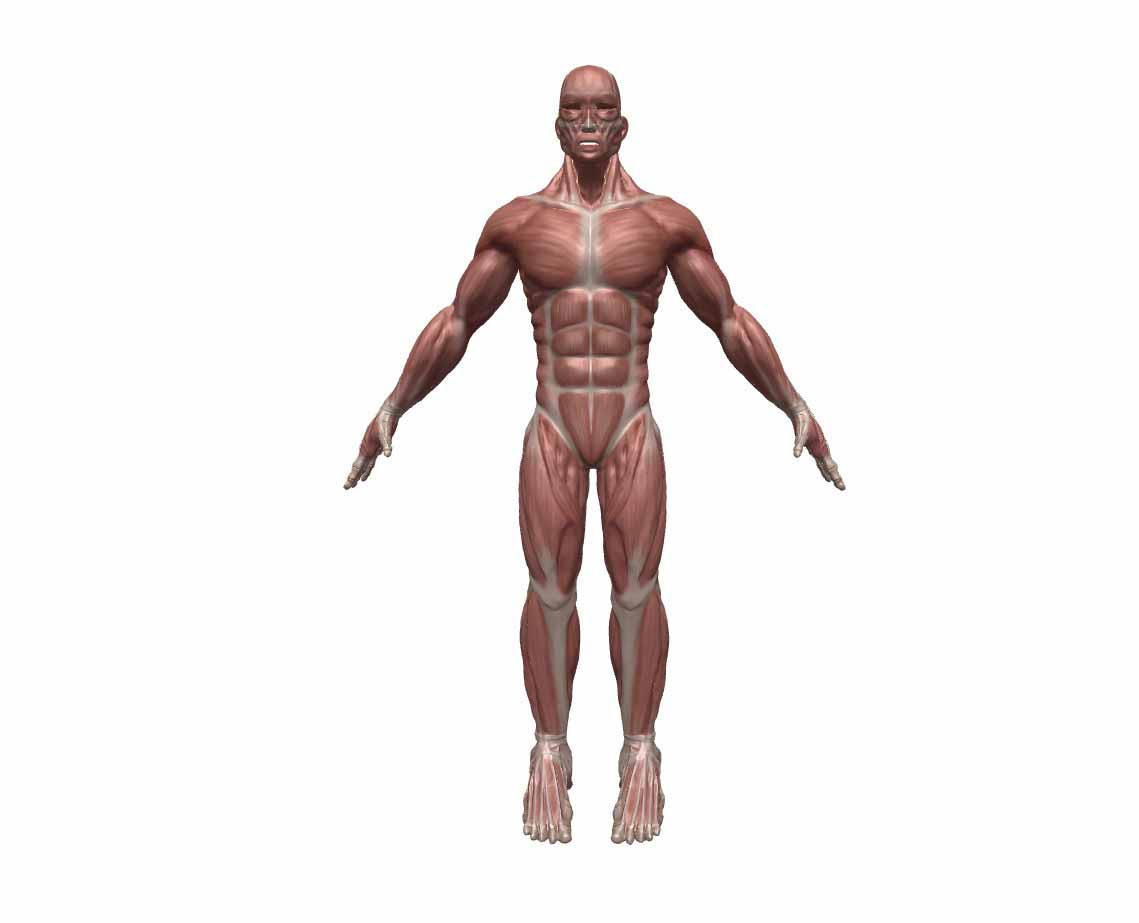 Исследование мускулатуры / от CatSalinas