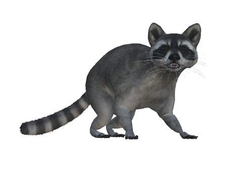 Raccoon by Nyilonelycompany