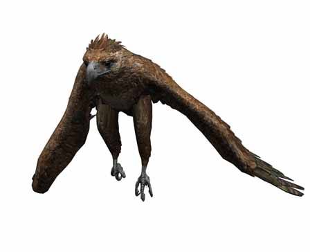 Haast Eagle by Ayomi