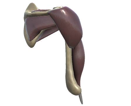 Shoulder joint
