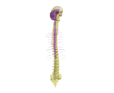 Corticospinal by Tractaandp