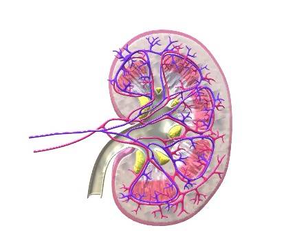 Human Kidney Cross Section