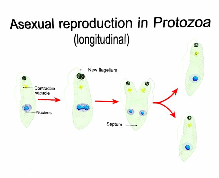 Asexual reproduction in Protozoa