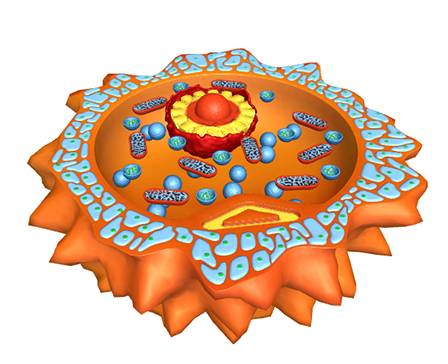 Human Egg Cell (Ovum)