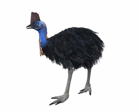 Southern Cassowary by NestaEric