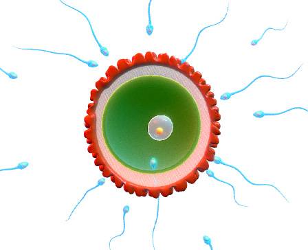 Egg and Sperm Fertilization