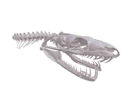 Tree Boa - snake skull by WitmerLab at Ohio University