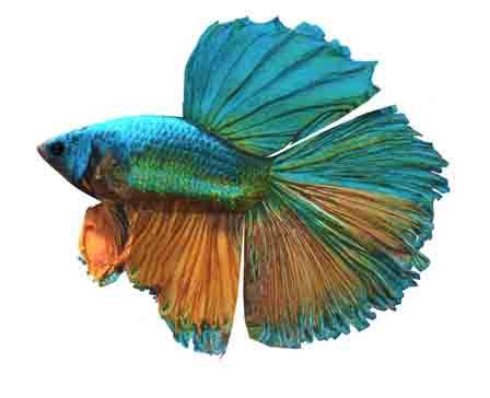 Betta Splendens by AzurPoly