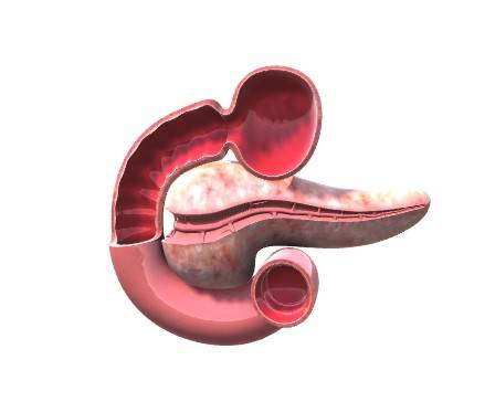 Human Pancreas Cross section