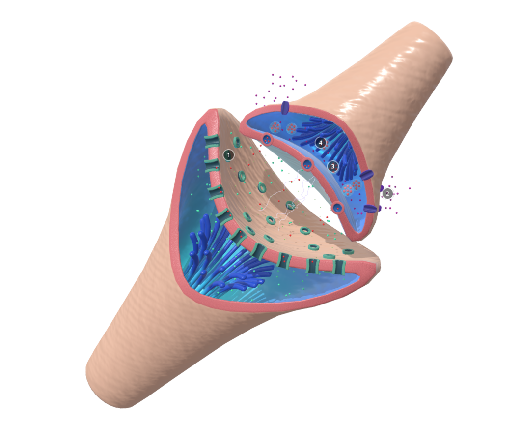 Synaptic Transmission