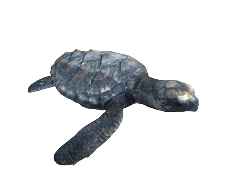 Hatchling Hawksbill sea turtle by DigitalLife3D