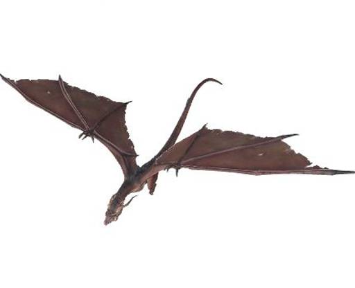 Animated Dragon by elly77ellison