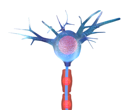 Neuron Cell
