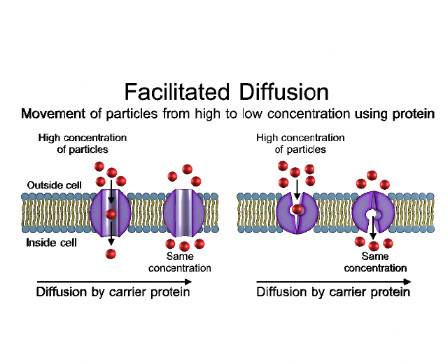 Facilitated Diffusion