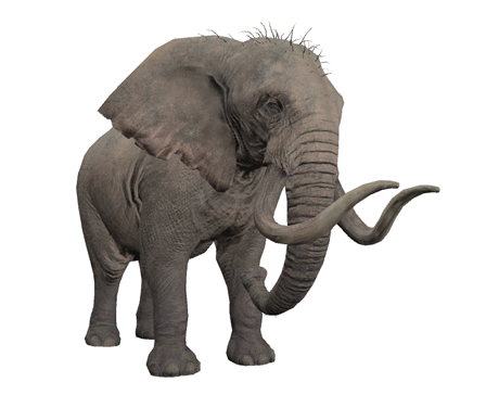 Elephant by dinomaster