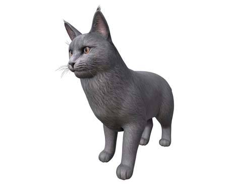 Maincoon by Nyilonelycompany