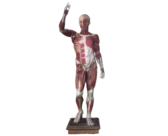 Model humà anatòmic desmuntable, MDEIE