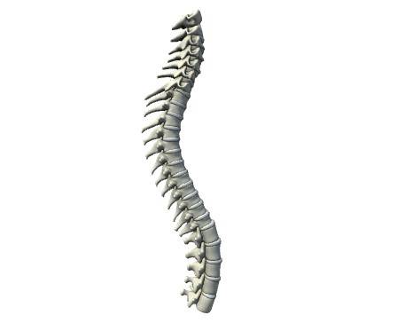 Spine Segments Structure