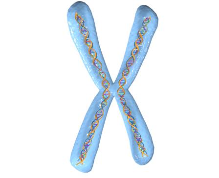 Chromosome