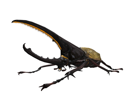 Dynastes Hercule by Nyilonelycompany