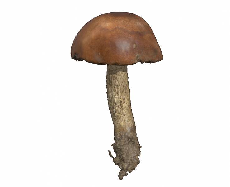 Leccinum quercinum