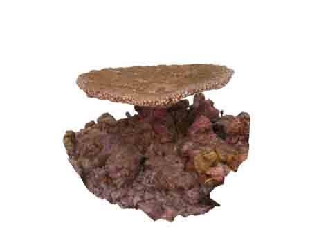 Acropora hyacinthus by thehydrous