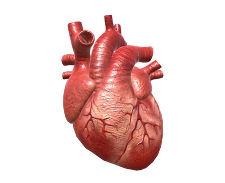 Человеческое сердце