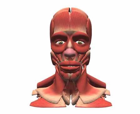 Мышцы головы, мозг, глаза