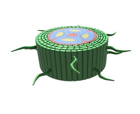 Internal Root Structure