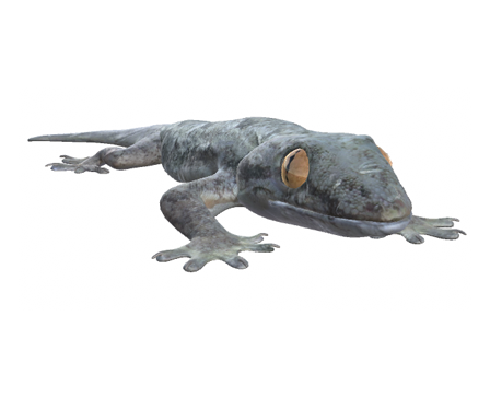 House gecko by DigitalLife3D