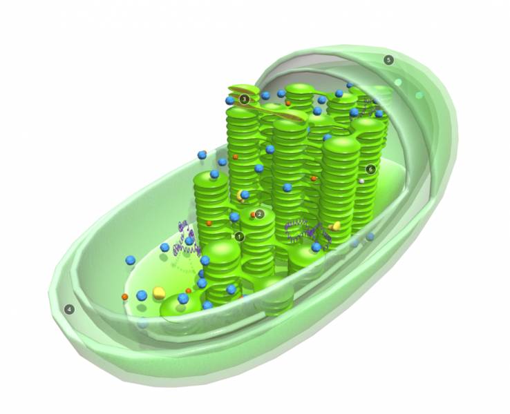 Chloroplast